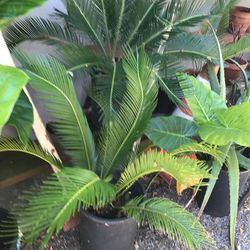 Large Palm