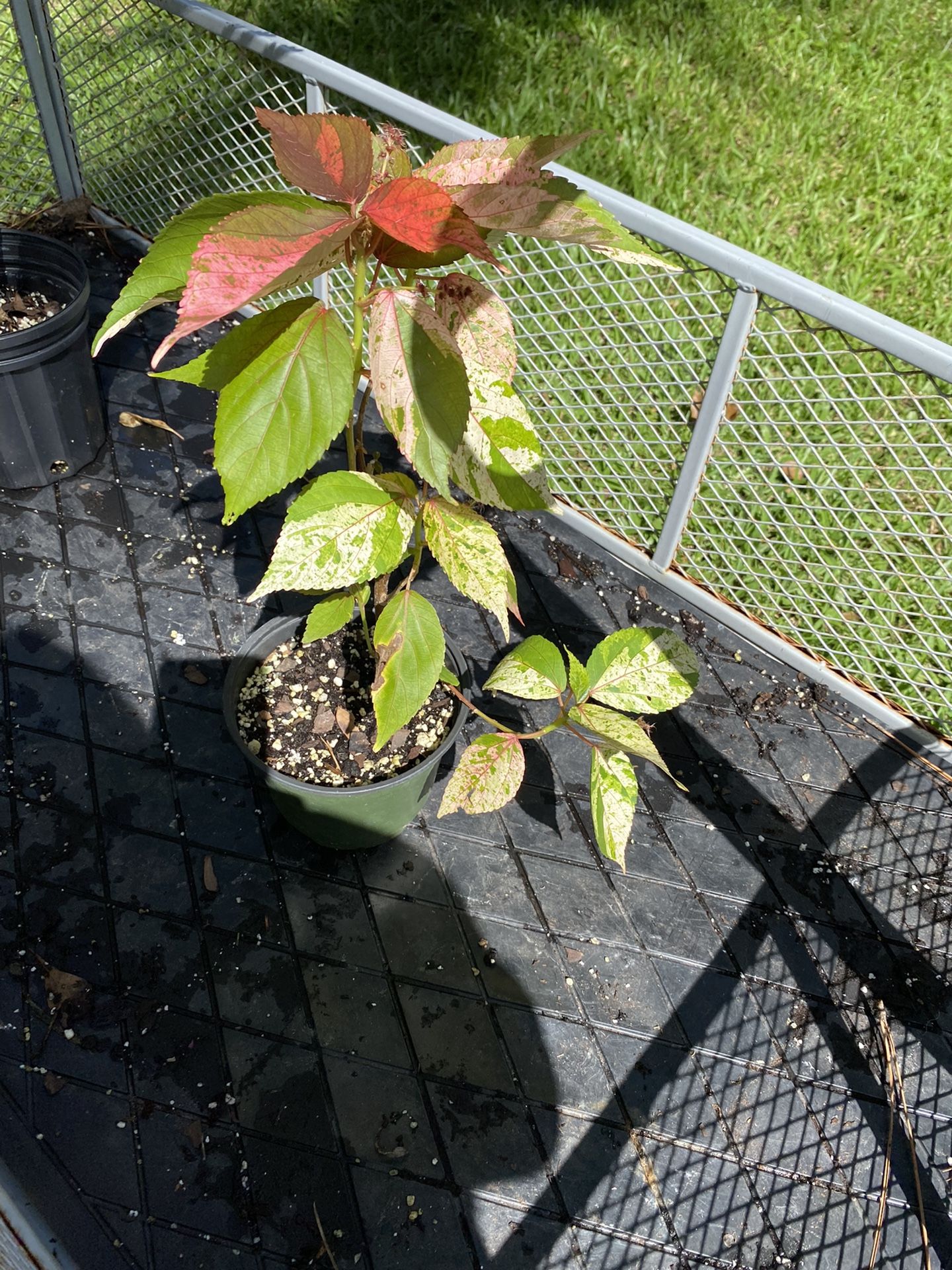 Copper Plant in Pink