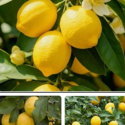 Meyer Lemon 🍋 Tree