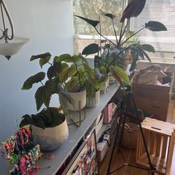 Plants And Some Pots