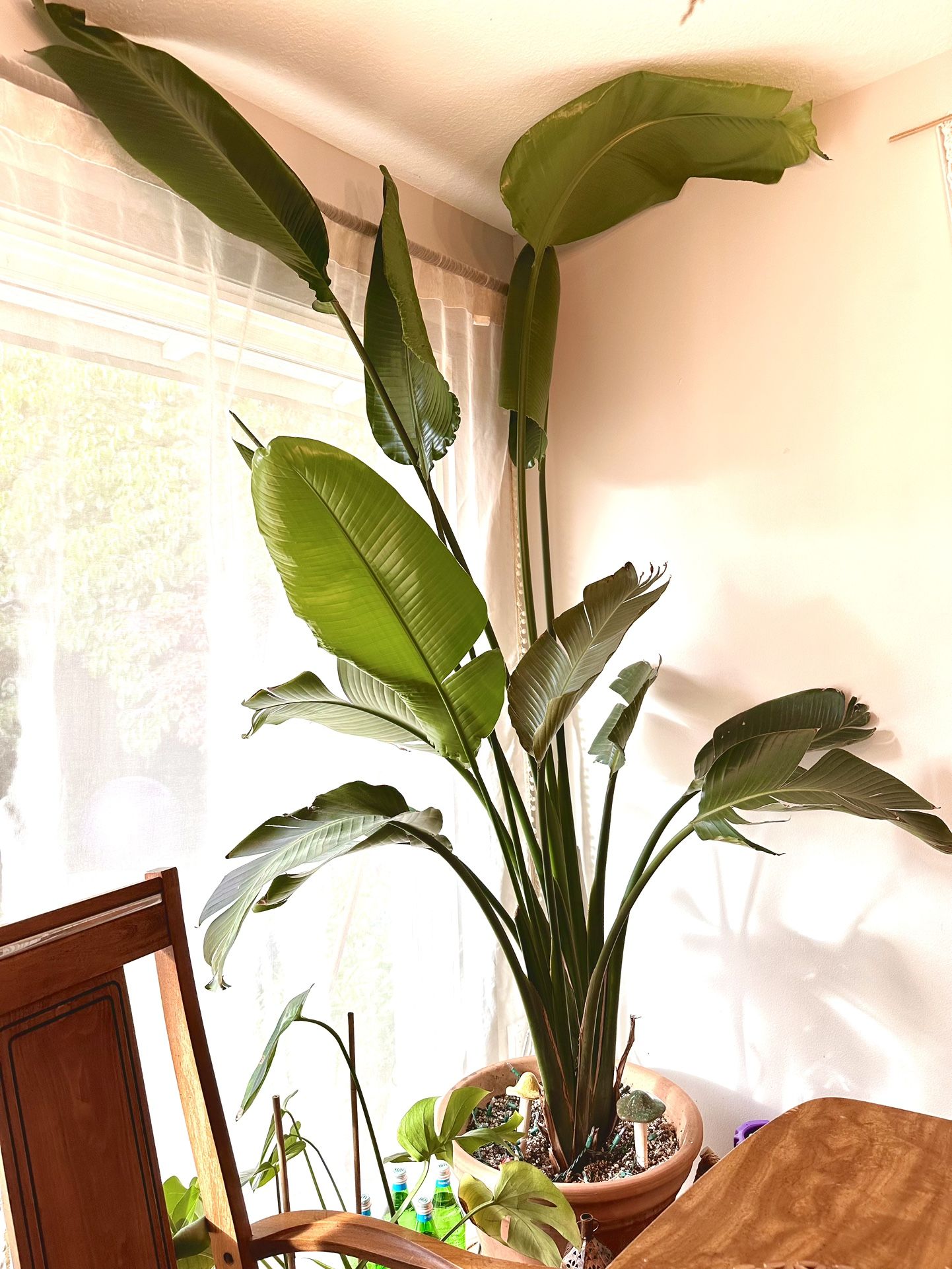 Healthy 8+ feet tall Bird of Paradise Boho Plant with ceramic pot