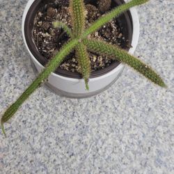 Live Rare Golden Rat Tail Cactus Plant Cleistocactus winteri Cactus Succulent