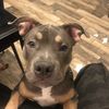 Cali