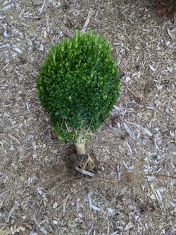 Free boxwood