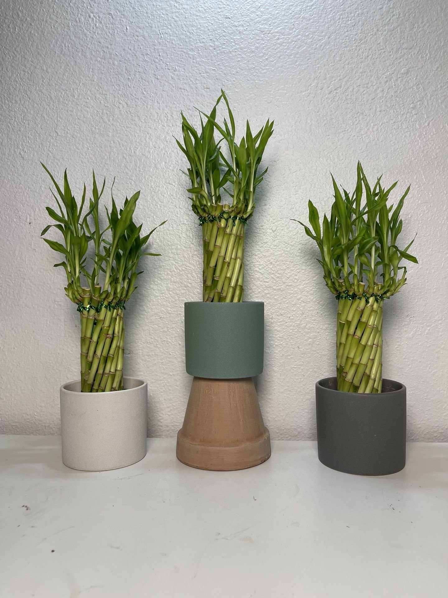 Lucky Bamboo Plants In Cylinders Pots (16”tall $10 each)