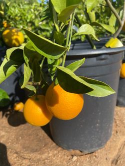 5 Gallon Size- Fruiting Age- Citrus Trees