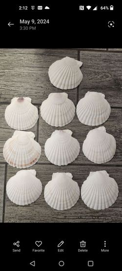 Lot of craft shells