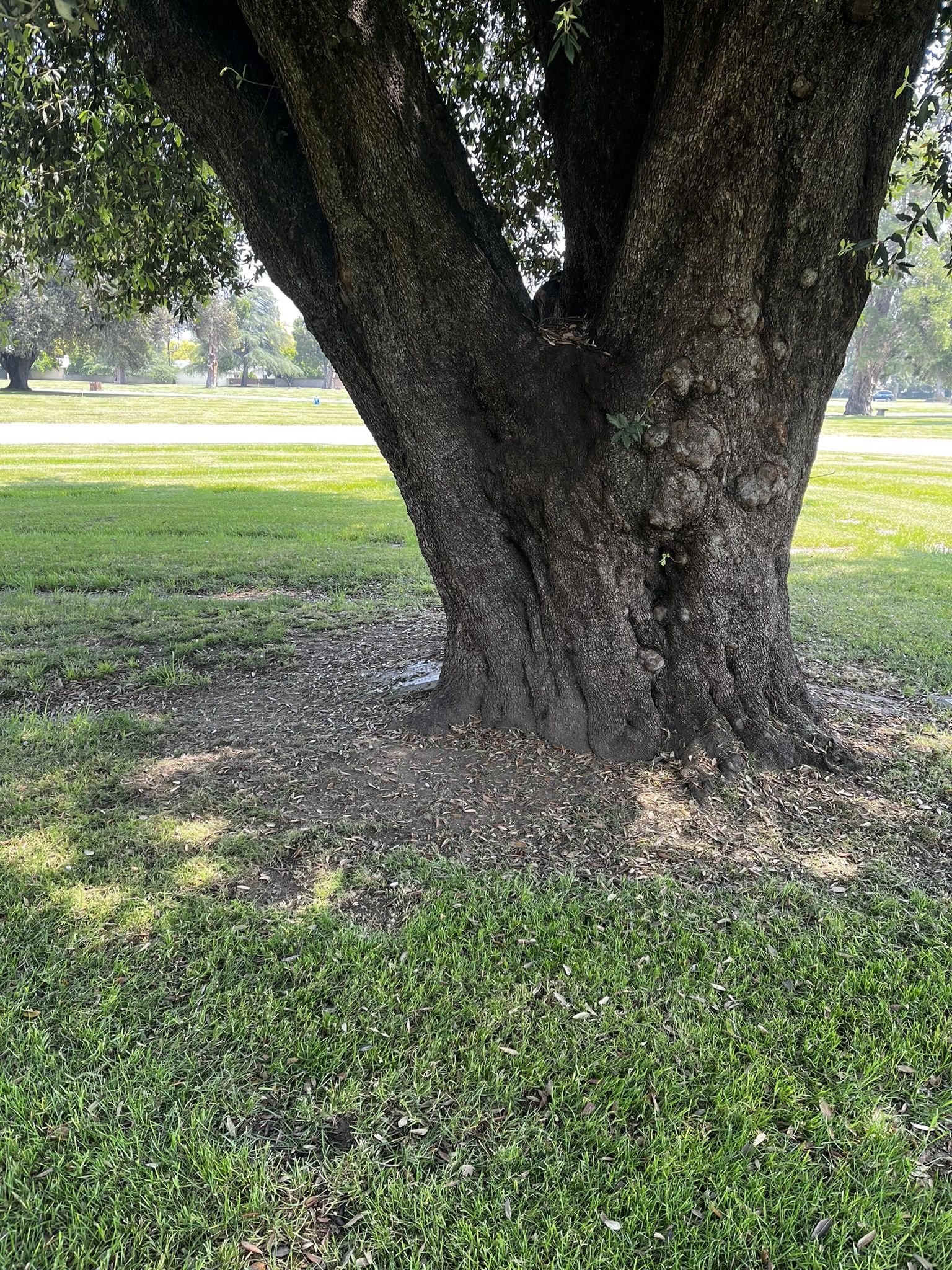 Burial Plot In Mountain View -San Bernardino