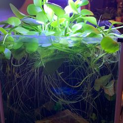 Amazon Frogbit Floating Aquarium Plant 