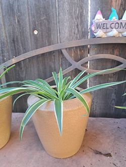 Plant's Sale