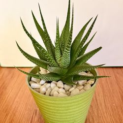 Beautiful Succulents In Pots