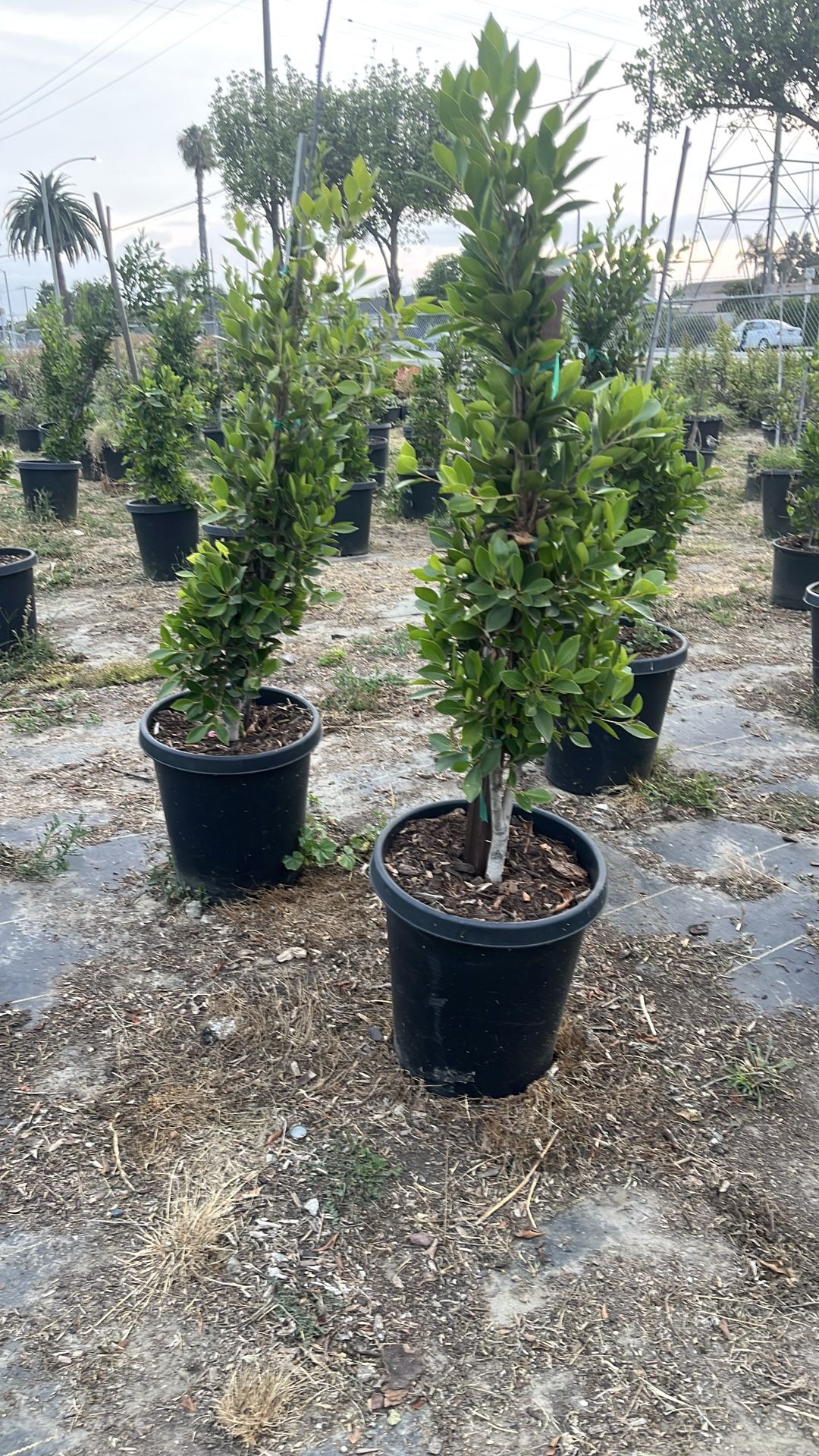 Ficus