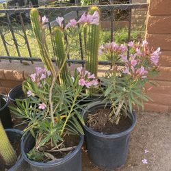 Oleander 