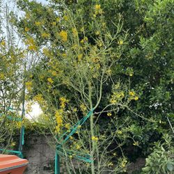 Mature Yellow Palo Verde  Multi Trunk Trees