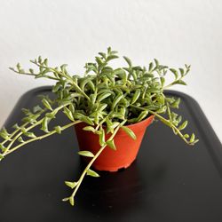 Live String Of Dolphins Plant