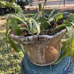 Lily Bulbs And Spider Plant In A Handmade Studio Artist One Of A Kind Pot, Potted Plants In Unique Pot