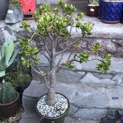 Crassula Ovata Compacta - Bonsai Tree, Succulent, Drought Tolerant