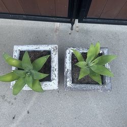Fox tail aloe Vera plant