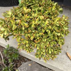 Plant