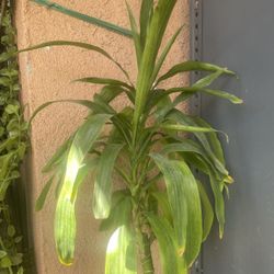 HERMOSAS PLANTAS NATURALES “DRACAENA PLANT “