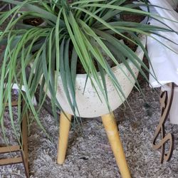 Pot Plant Stand With Legs