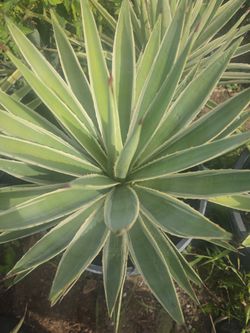 Agave Angustifolia Variegata
