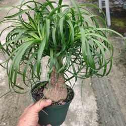 PONYTAIL PALM