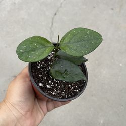 4” hoya x-6