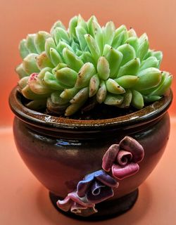 Echeveria Primera Cluster Leaf Variegation Rare Korean Import Succulent 