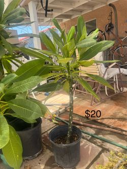 Plant