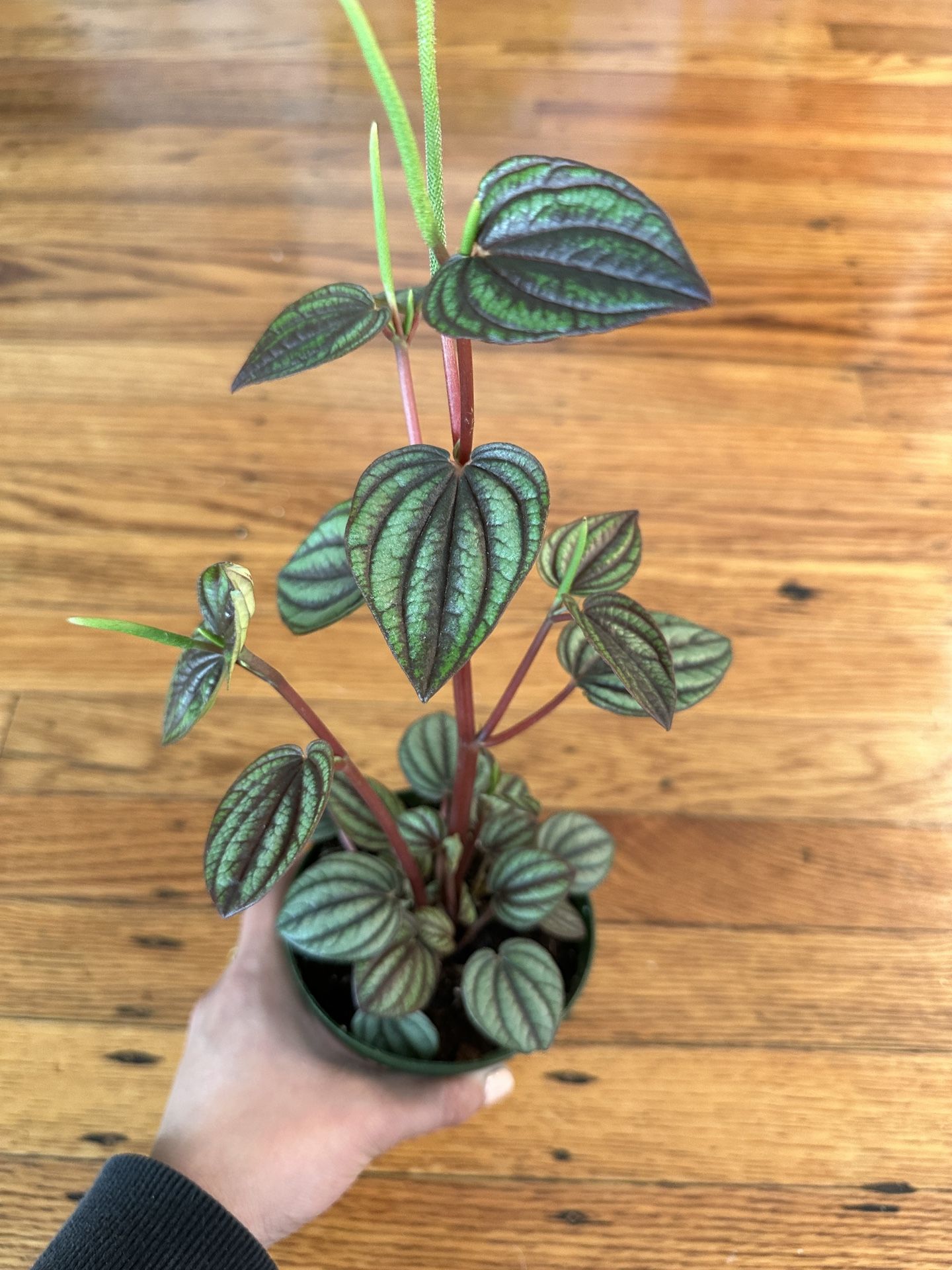 Peperomia Piccolo Banda Plant