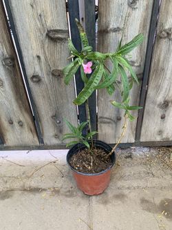 Pink Rullia Plant