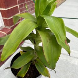 Calisia  Fragrans Basketplant Plant Cuttings 