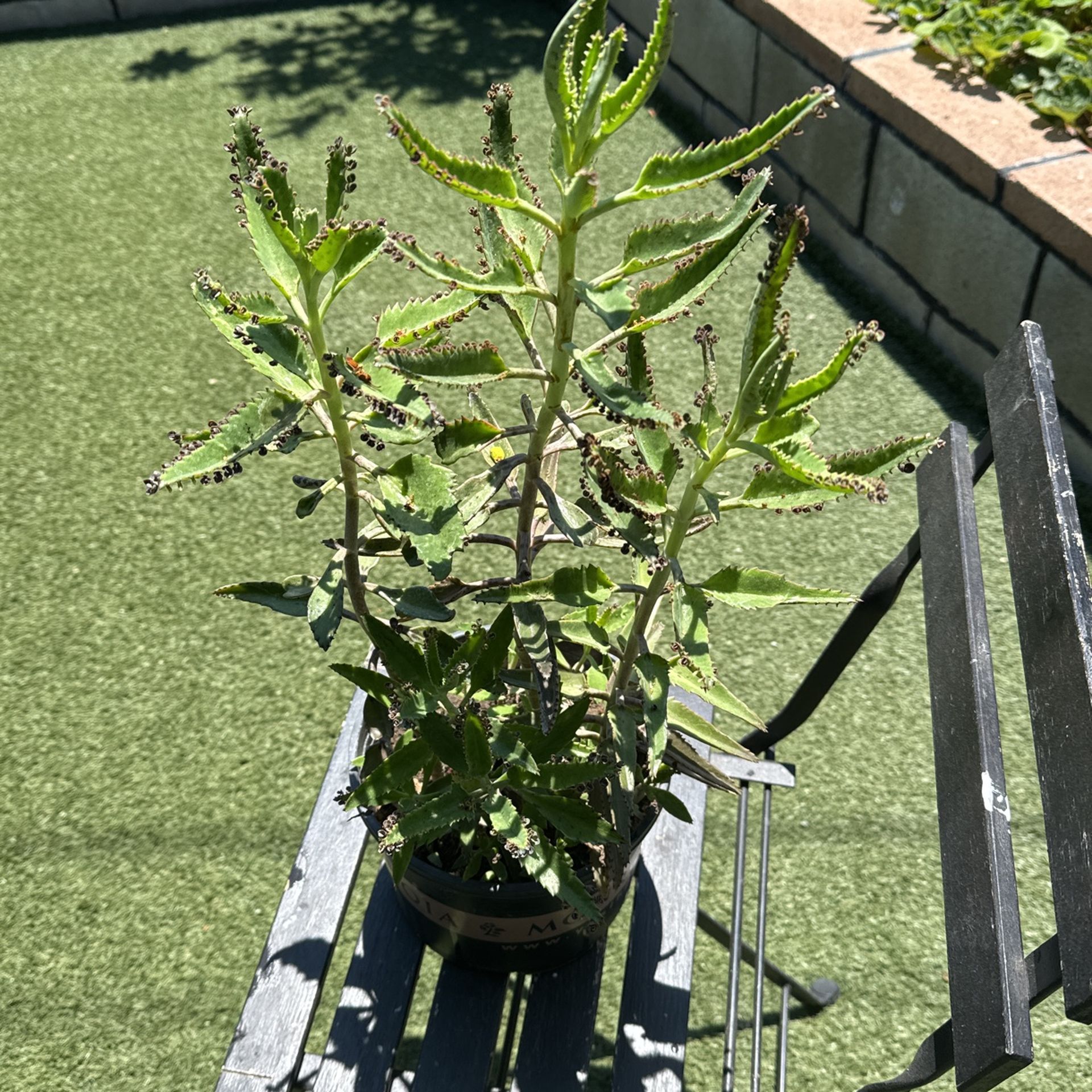 plant