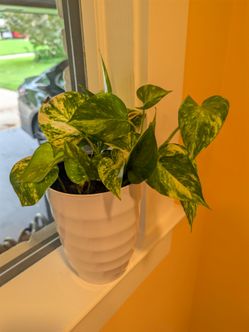 Plant