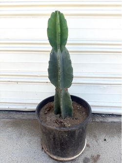 Peruvian Apple Cactus