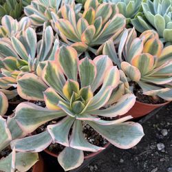 Aeounium Sunburst Succulent Cactus Plant