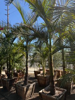 King Palm trees