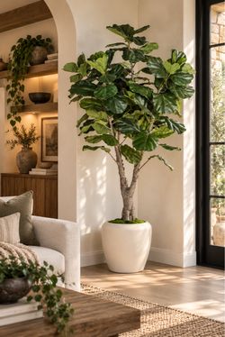 High-end 7.5 Ft Fiddle Leaf Fig Tree In Round Tapered Pot With Green Moss