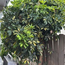 Plants De Jardin
