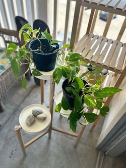 $25 For All Plants, Stand and holder