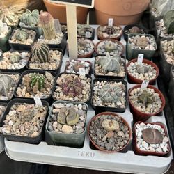 Assorted Cacti & Succulents $5+