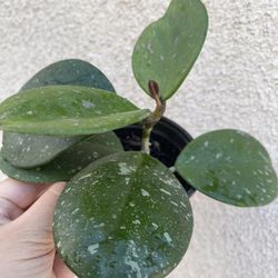Beautiful Hoya Obovata Plant