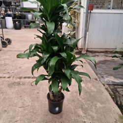 Dracena Hawaii Girl 