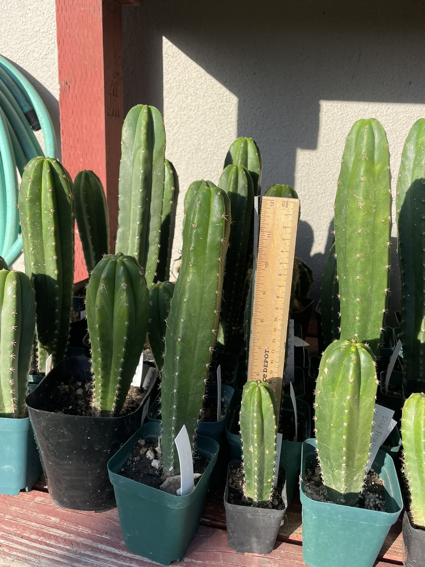Trichocereus pachanoi - San Pedro cactus