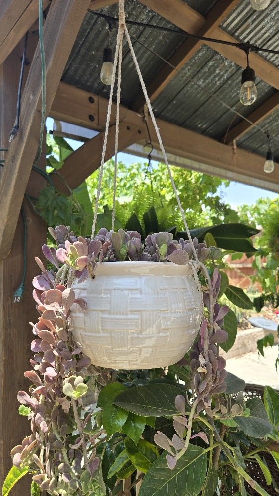 Plant In Ceramic Pot