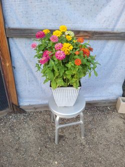 Zinnia Plant 14" Nursery Pot