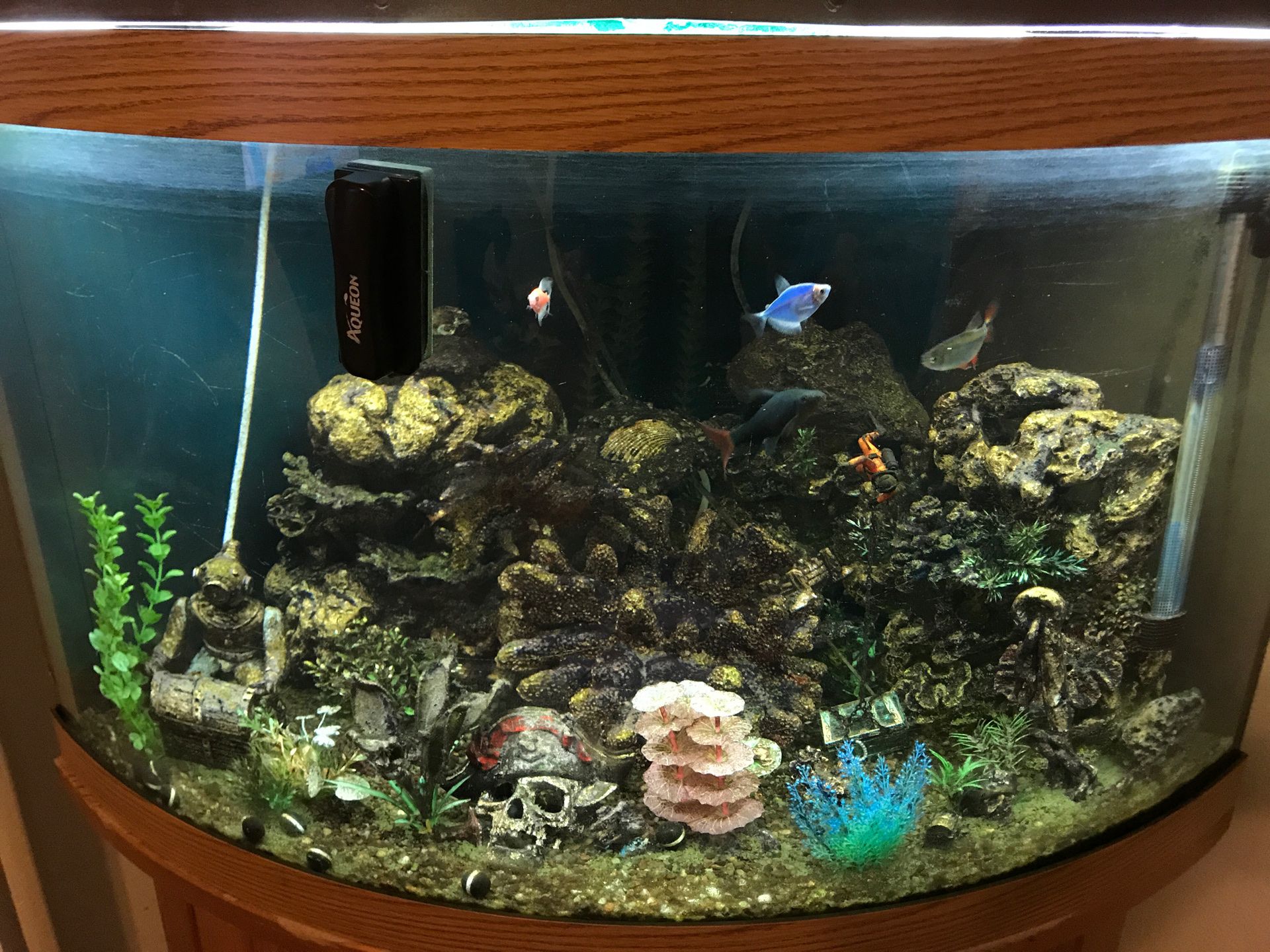 Corner fish tank 50 gallon for Sale in Tampa, FL OfferUp