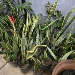 Snake plant 