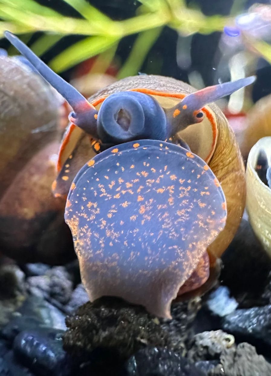 aquarium supplies